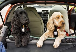 Dog in Car